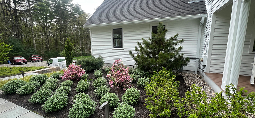 How to Help Your Trees and Plants Thrive